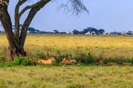 Pride of lions (Panthera leo) under a tree in savannah in Serengeti national park, Tanzaniaの写真素材