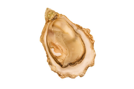 Oyster isolated on a white background