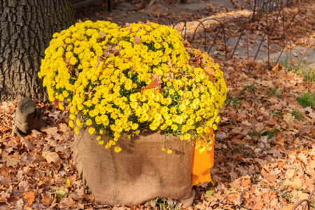 Yellow flowers in pot in a parkの写真素材