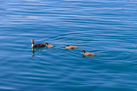 Great crested grebe (Podiceps cristatus) with chicks in a lakeの写真素材