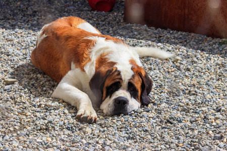Saint Bernard dog at breeding kennel at Great St. Bernard Pass, Switzerlandの写真素材