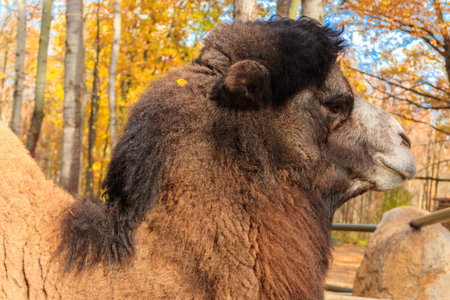 Large brown humped camel on a farmの写真素材