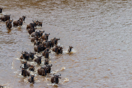 Wildebeest crossing the Mara river in Serengeti national park, Tanzania. Great migrationの写真素材