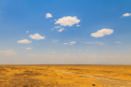 View of Serengeti national park, Tanzaniaの写真素材