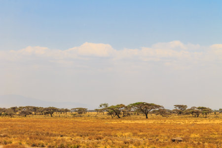 View of Serengeti national park, Tanzania