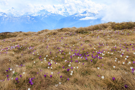 Wild purple and white Crocus alpine flowers blooming at spring in the Swiss Alps. Niederhorn, Switzerland. Beautiful Switzerland mountains landscape with blooming crocus flowersの写真素材
