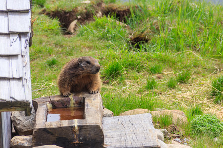 Alpine marmot (Marmota marmota) in the Swiss Alps