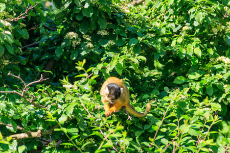 The black-capped squirrel monkey (Saimiri boliviensis) on a treeの写真素材