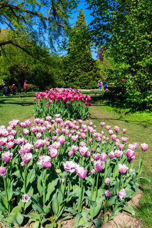 Morges, Switzerland - May 3, 2023: Locals and tourists enjoy the beauty of tulips during Tulip festival in Morges, Switzerlandのeditorial素材