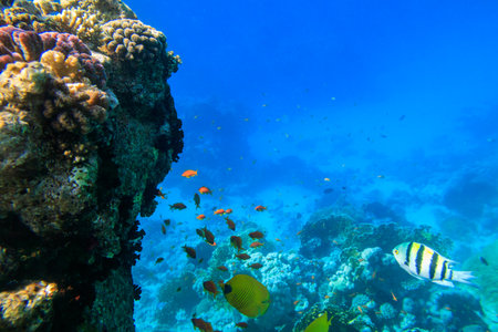 Different tropical fish at coral reef in the Red sea in Ras Mohammed national park, Sinai peninsula in Egyptの写真素材