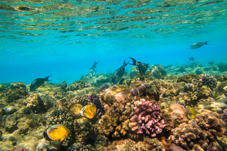 Different tropical fish at coral reef in the Red sea in Ras Mohammed national park, Sinai peninsula in Egyptの写真素材