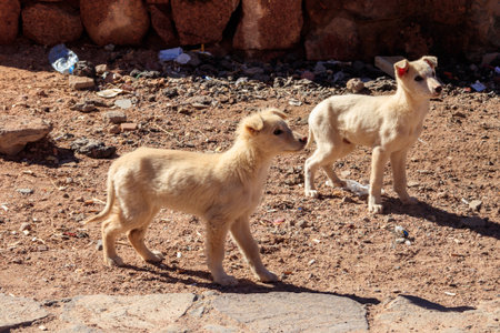 Stray puppies on the roadside in desertの写真素材