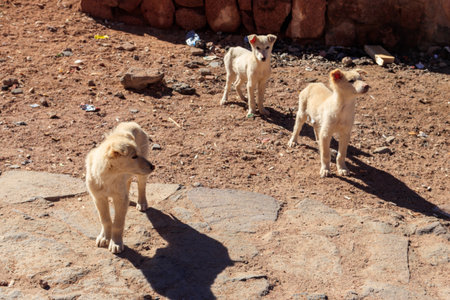 Stray puppies on the roadside in desertの写真素材