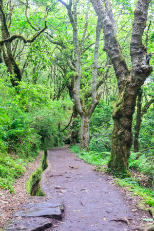 Levada dos Balcoes in Ribeiro Frio Natural Park on  Madeira Island, Portugalの写真素材