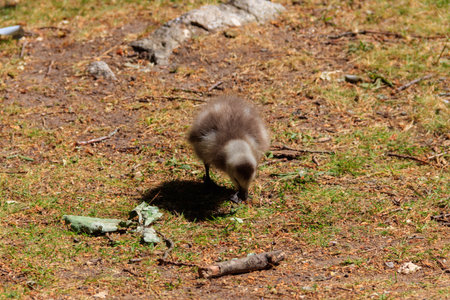 Small gosling foraging in the grassの写真素材