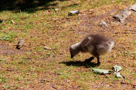 Small gosling foraging in the grassの写真素材