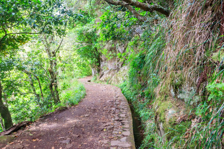 Levada dos Balcoes in Ribeiro Frio Natural Park on  Madeira Island, Portugalの写真素材
