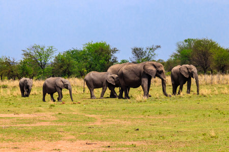 Herd of african elephants in savanna in Serengeti National park in Tanzaniaの写真素材