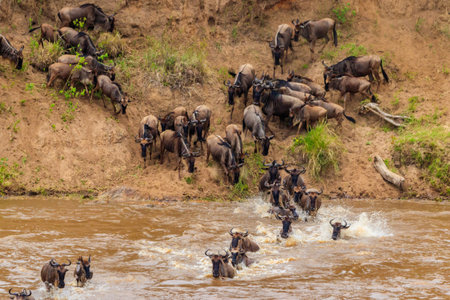 Wildebeest crossing the Mara river in Serengeti national park, Tanzania. Great migrationの写真素材