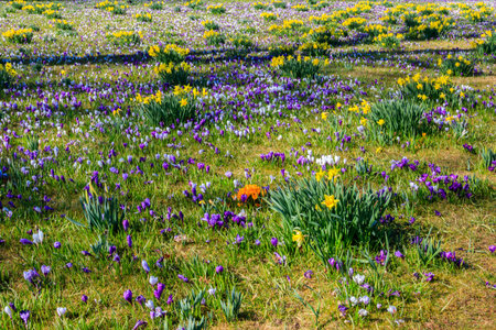 Purple crocus flowers and yellow daffodils on the lawn at springの写真素材