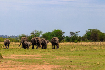Herd of african elephants in savanna in Serengeti National park in Tanzaniaの写真素材