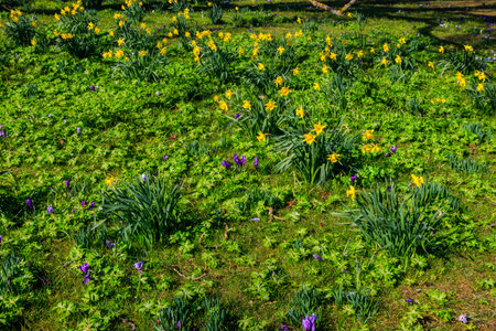 Purple crocus flowers and yellow daffodils on the lawn at springの写真素材