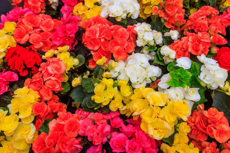 Background of the beautiful colorful begonia flowersの写真素材