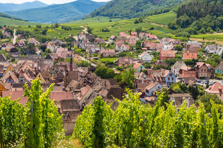View of Riquewihr village with vineyard on a foreground. Alsace Wine Route, Franceの写真素材