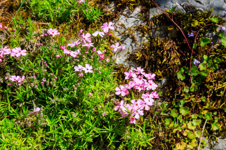 Tufted Phlox or Columbia Phlox (Phlox douglasii) in gardenの写真素材