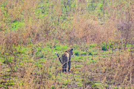 African leopard (Panthera pardus pardus) walking in grass in Serengeti National park, Tanzania
