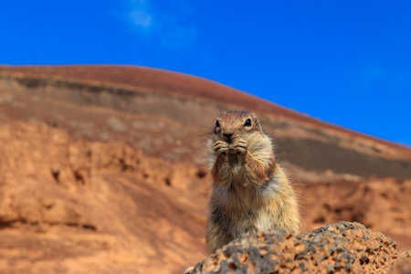 Barbary ground squirrel (Atlantoxerus getulus) in the mountains of Fuerteventura, Canary Islands, Spainの写真素材