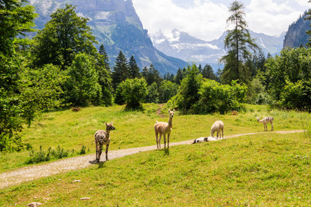Group of alpacas grazing in green alpine meadow in Switzerlandの写真素材