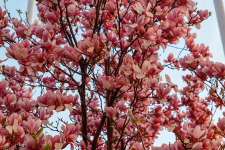 Beautiful blooming pink magnolia tree in parkの写真素材