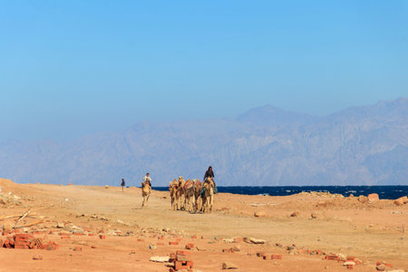 Dahab, Egypt - January 25, 2022: Egyptian men riding camels on the shore of the Red Sea in the Gulf of Aqaba. Dahab, Egyptのeditorial素材