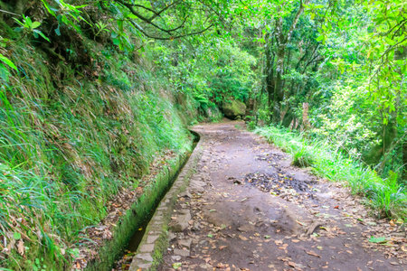 Levada dos Balcoes in Ribeiro Frio Natural Park on  Madeira Island, Portugal