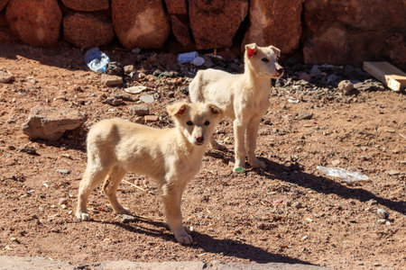 Stray puppies on the roadside in desertの写真素材