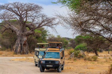 Tarangire, Tanzania - September 9, 2021: Tourists in SUV cars watching wildlife in Tarangire national park, Tanzaniaのeditorial素材