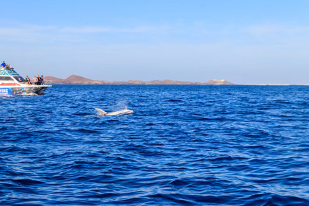 Fuerteventura, Spain - December 9, 2025: People watching the beautiful Risso's dolphin (Grampus griseus) from catamaran in the Atlantic ocean near Fuerteventura, Canary islands, Spainのeditorial素材