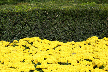 Bright background. yellow flowers and green bushesの写真素材
