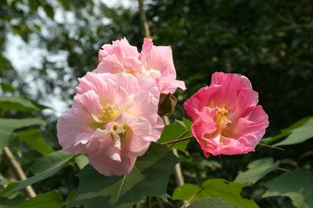 Bush with gently pink flowersの写真素材