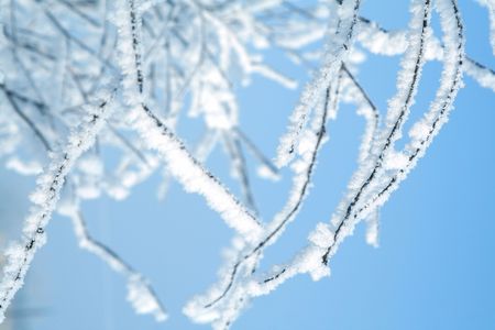 Tree in snow blue tonedの写真素材