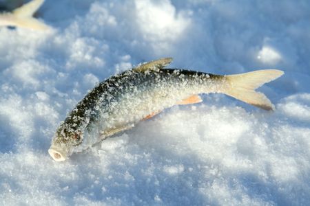 Frozen fish on ice, winter fishingの写真素材
