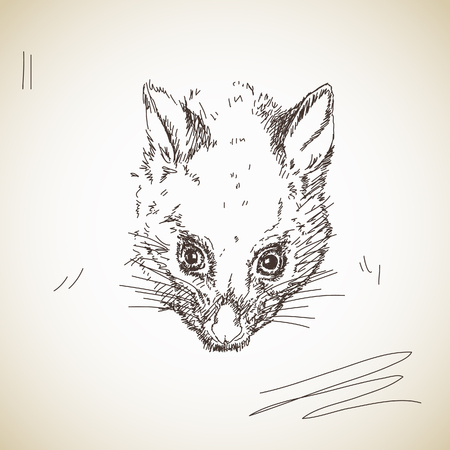 Vector sketch possum muzzleのイラスト素材