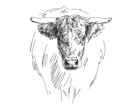 Sketch of bull head Vectorのイラスト素材