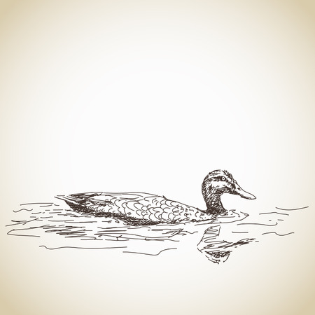 Sketch of duck in water Vectorのイラスト素材