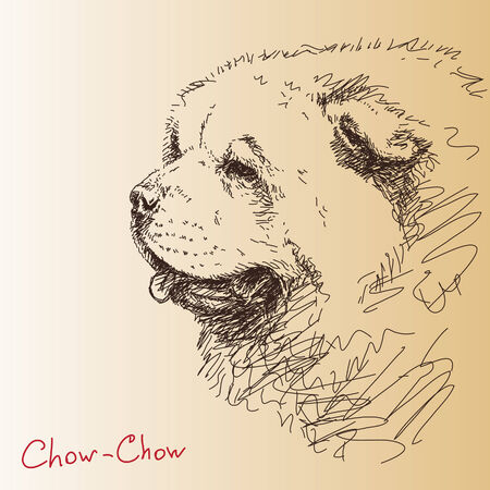 Chow-chow dog Vector sketchのイラスト素材