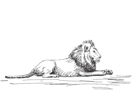 Lion resting Vector sketchのイラスト素材