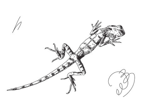 Lizard Hand drawnのイラスト素材