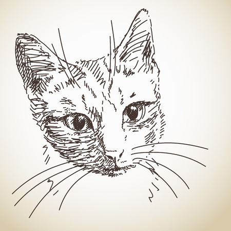Sketch of cat head, drawn illustrationのイラスト素材