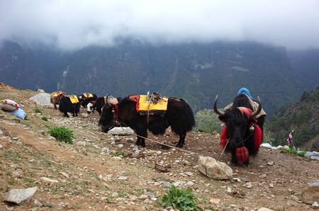 Resting yaks caravan in Himalayas mountains, Sagarmatha national park, Khumbu valley, Nepalの写真素材